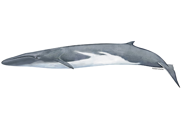 Species Illustration