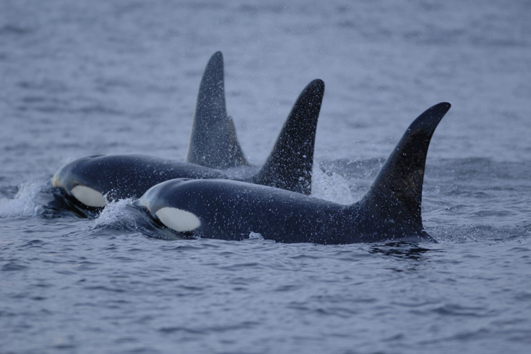Killer Whale | NOAA Fisheries