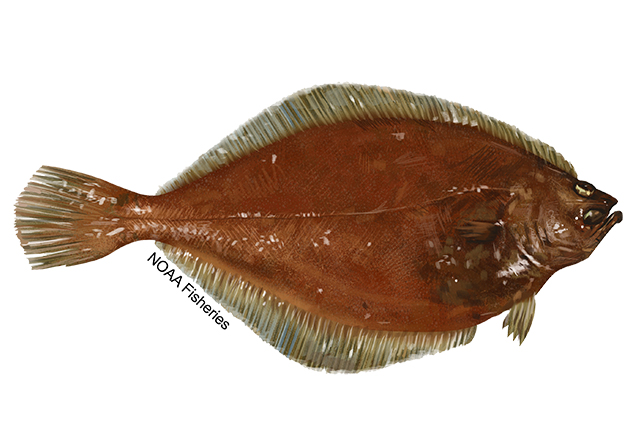 Species Illustration