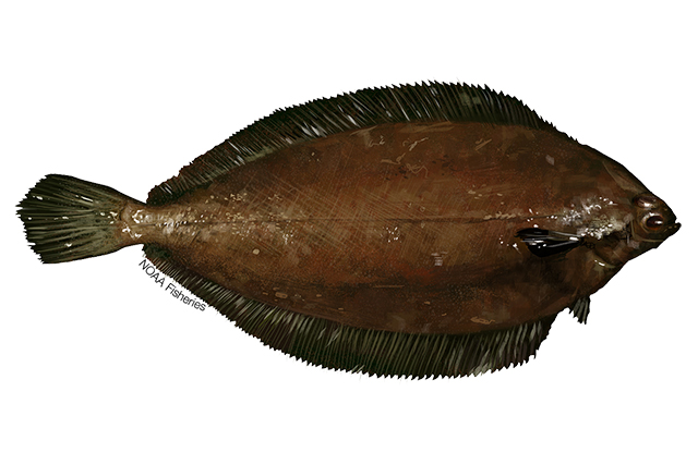 Species Illustration