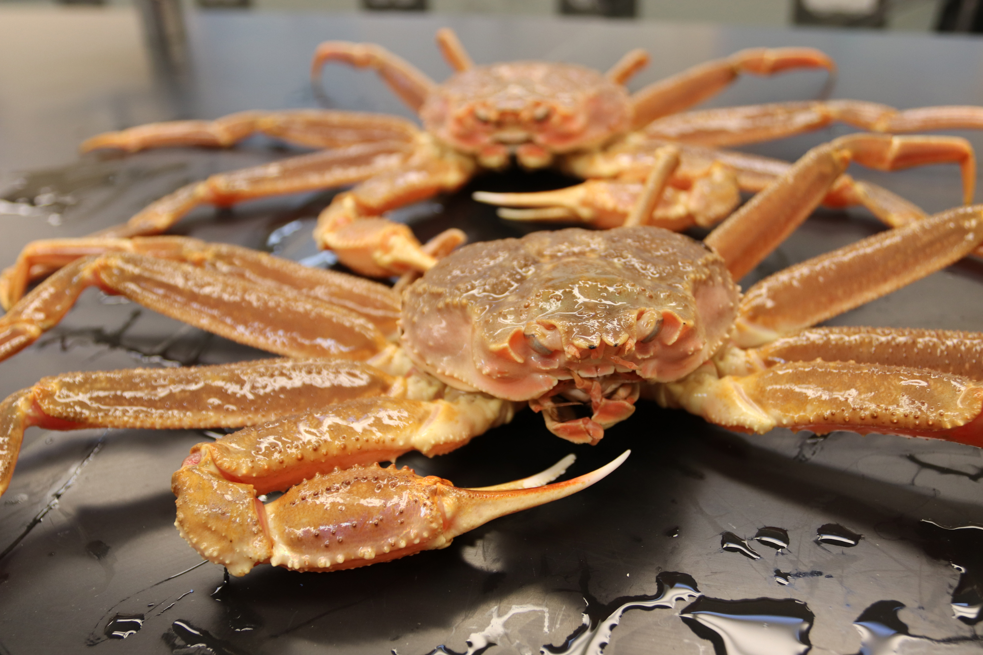 Snow Crab in Warming Waters NOAA Fisheries