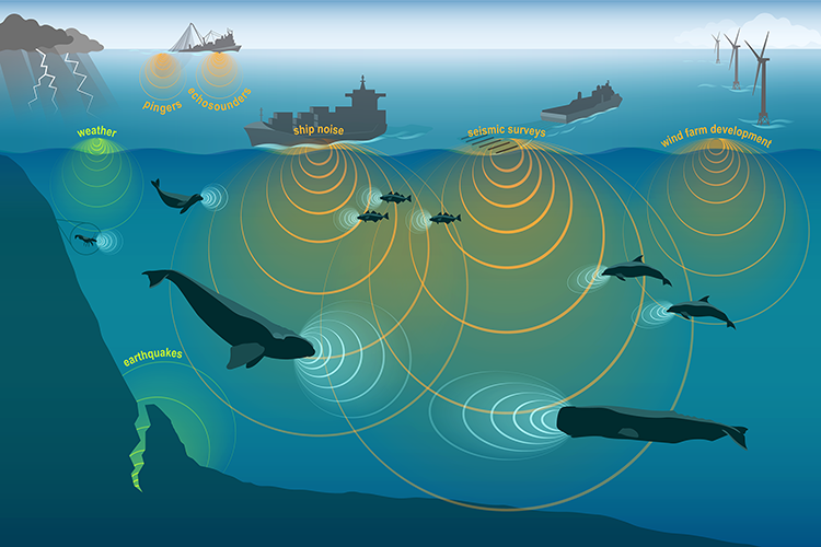 This conceptual illustration shows images of anthropogenic (human-created), biological (marine animal), and abiotic (environmental) sources of sound and approximately proportional sound waves. The sound sources include weather, earthquakes, snapping shrimp, harbor seal, Atlantic cod, right whale, sperm whale, common dolphins, fishing vessel, shipping vessel, seismic survey ship, and wind farm development. The sound waves are represented by overlapping colored circles that indicate the type of sounds.