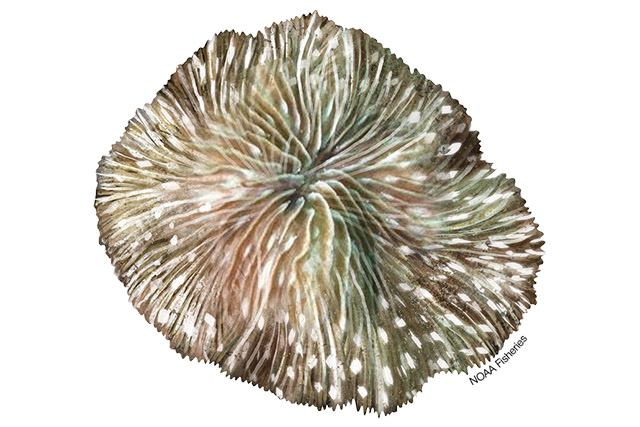 Species Illustration