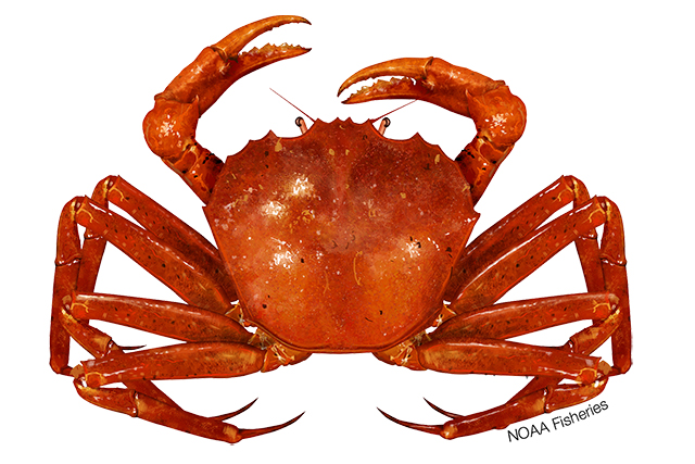 Species Illustration