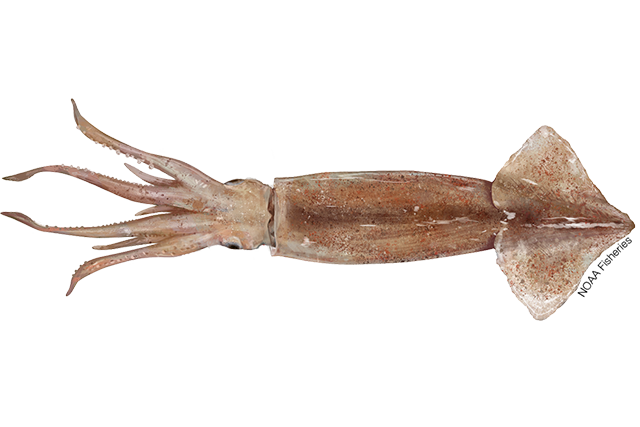 Species Illustration
