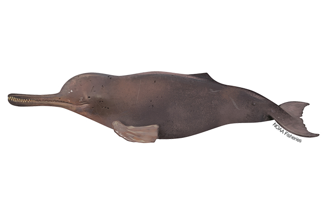 Species Illustration