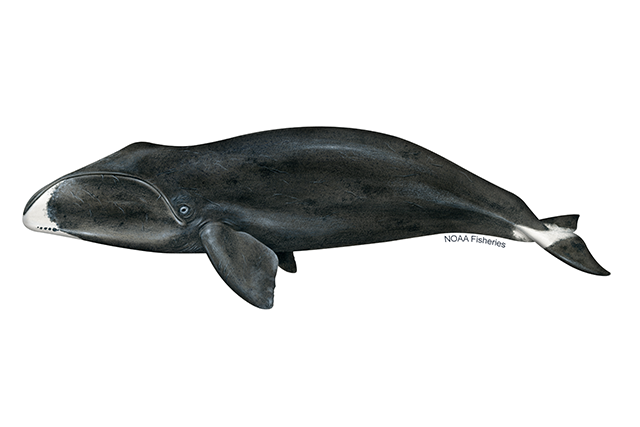 Species Illustration
