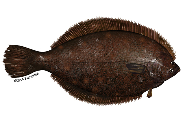Species Illustration