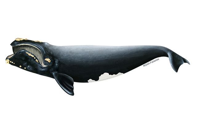 Species Illustration