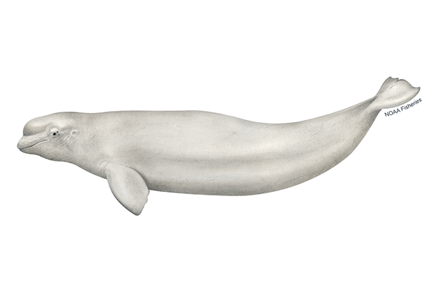 Species Illustration