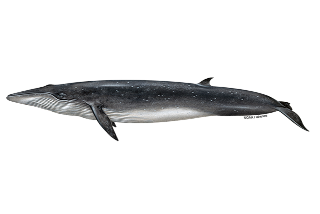 Species Illustration