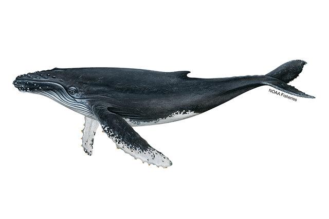 Species Illustration
