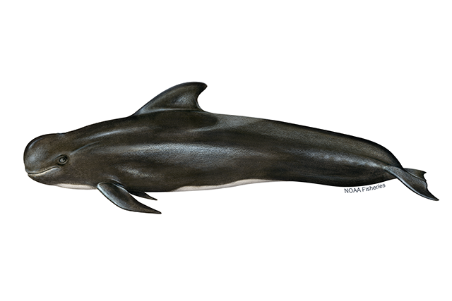 Species Illustration