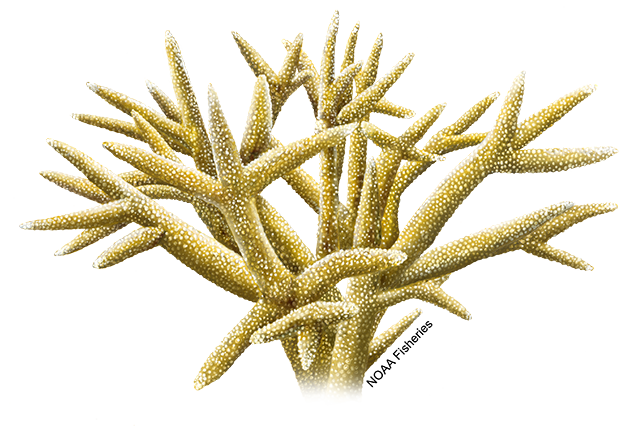 Species Illustration