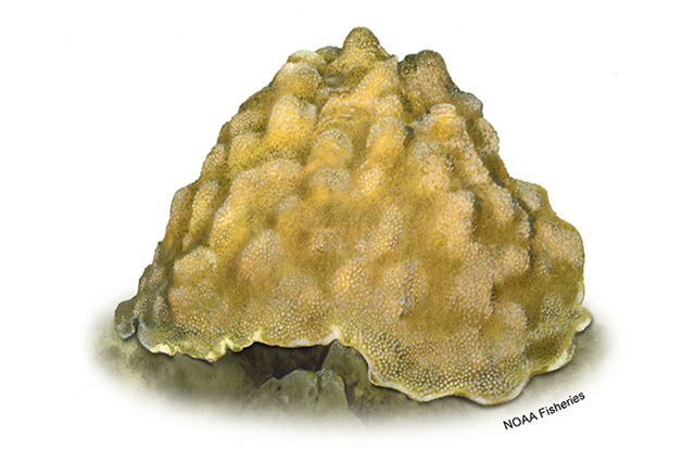 Species Illustration