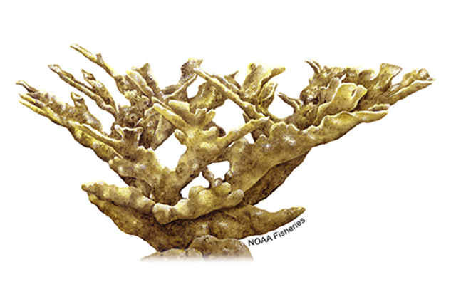 Species Illustration