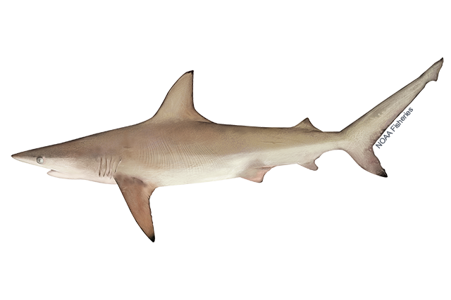 Species Illustration