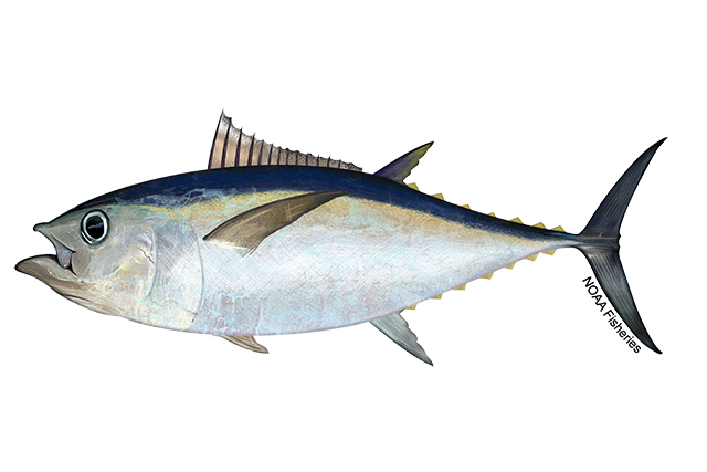 Species Illustration