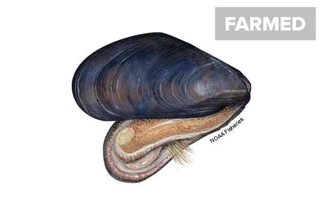 Species Illustration