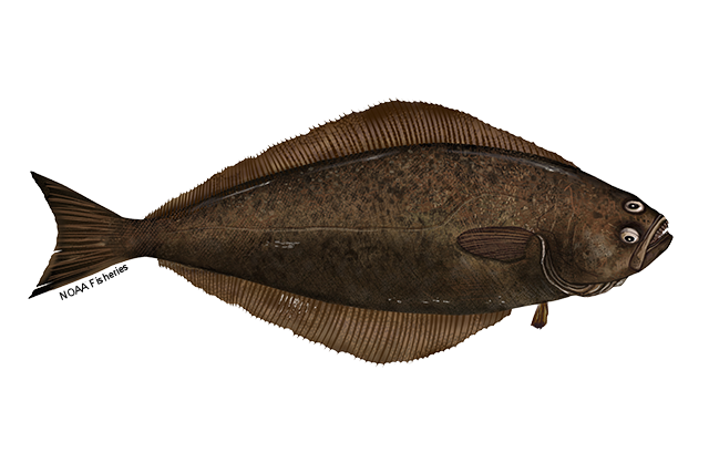 Species Illustration