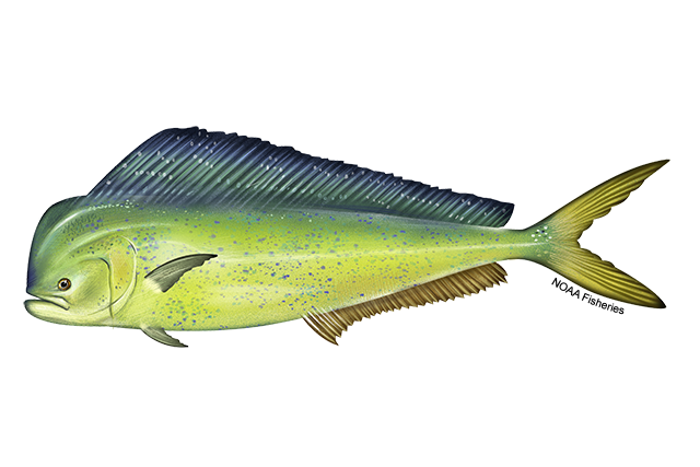 Species Illustration