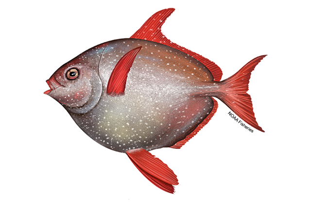 Species Illustration
