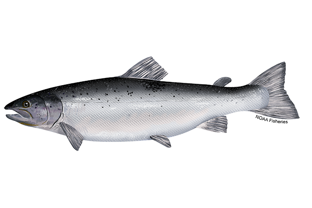 Species Illustration