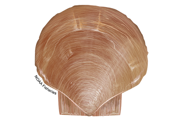 Species Illustration