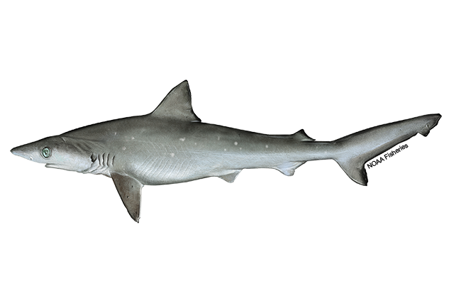 Species Illustration