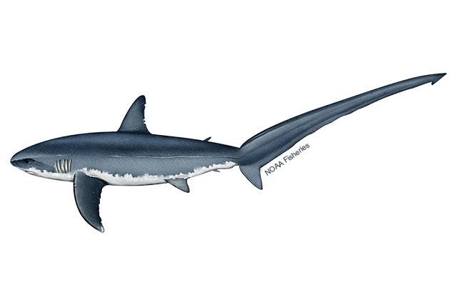Species Illustration