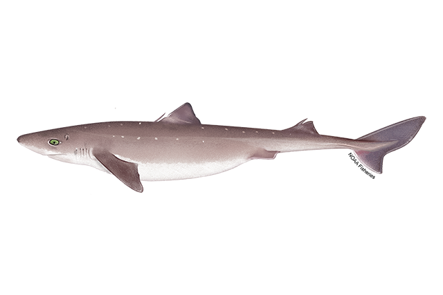 Species Illustration