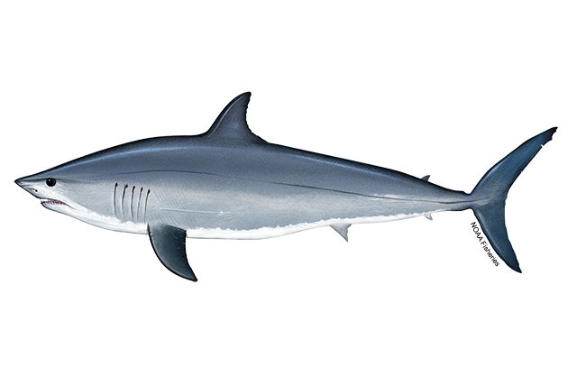 Species Illustration