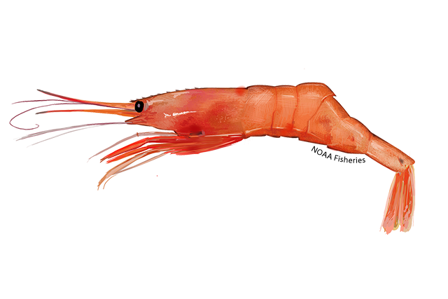 Species Illustration