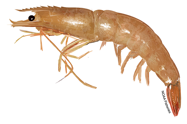 Species Illustration