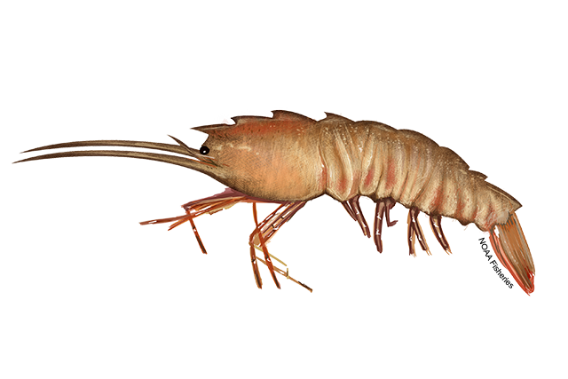 Species Illustration