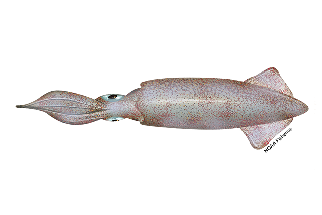 Species Illustration