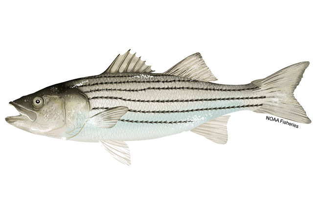 Species Illustration