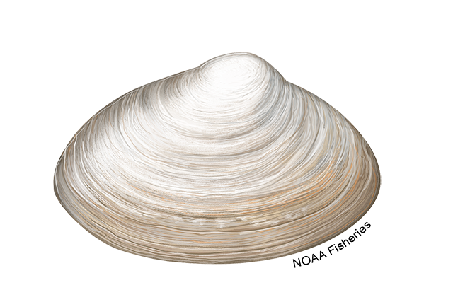 Species Illustration