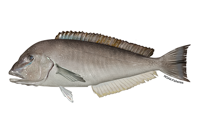 Species Illustration