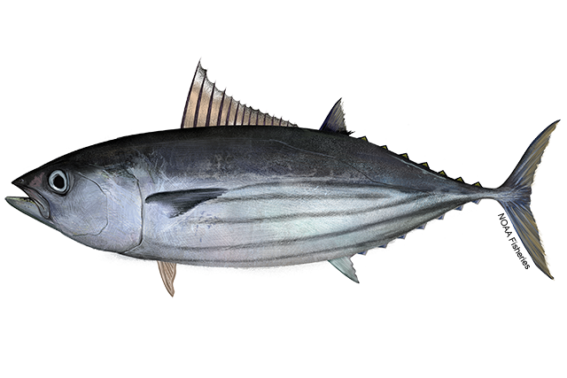 Species Illustration