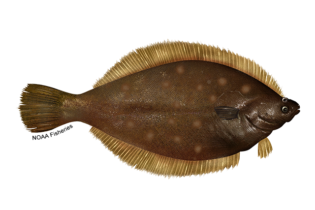 Species Illustration