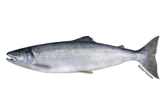 Species Illustration
