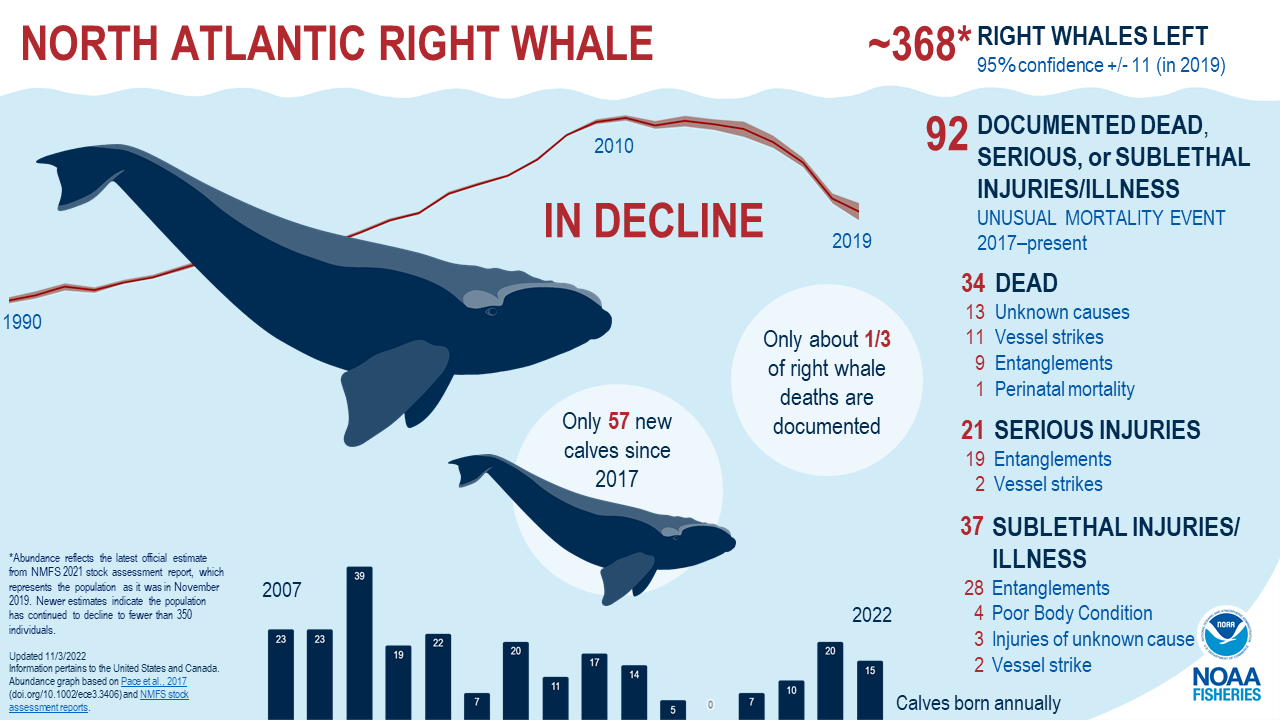 an infographic showing NARW UME numbers