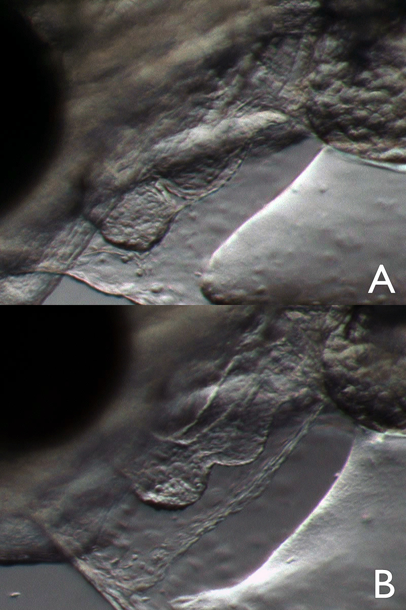 ArcticCodOilStudy2.jpg