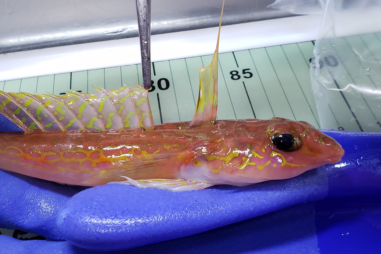 A slender pink fish with spiky yellow fins along its back held in a sampler's gloved hand