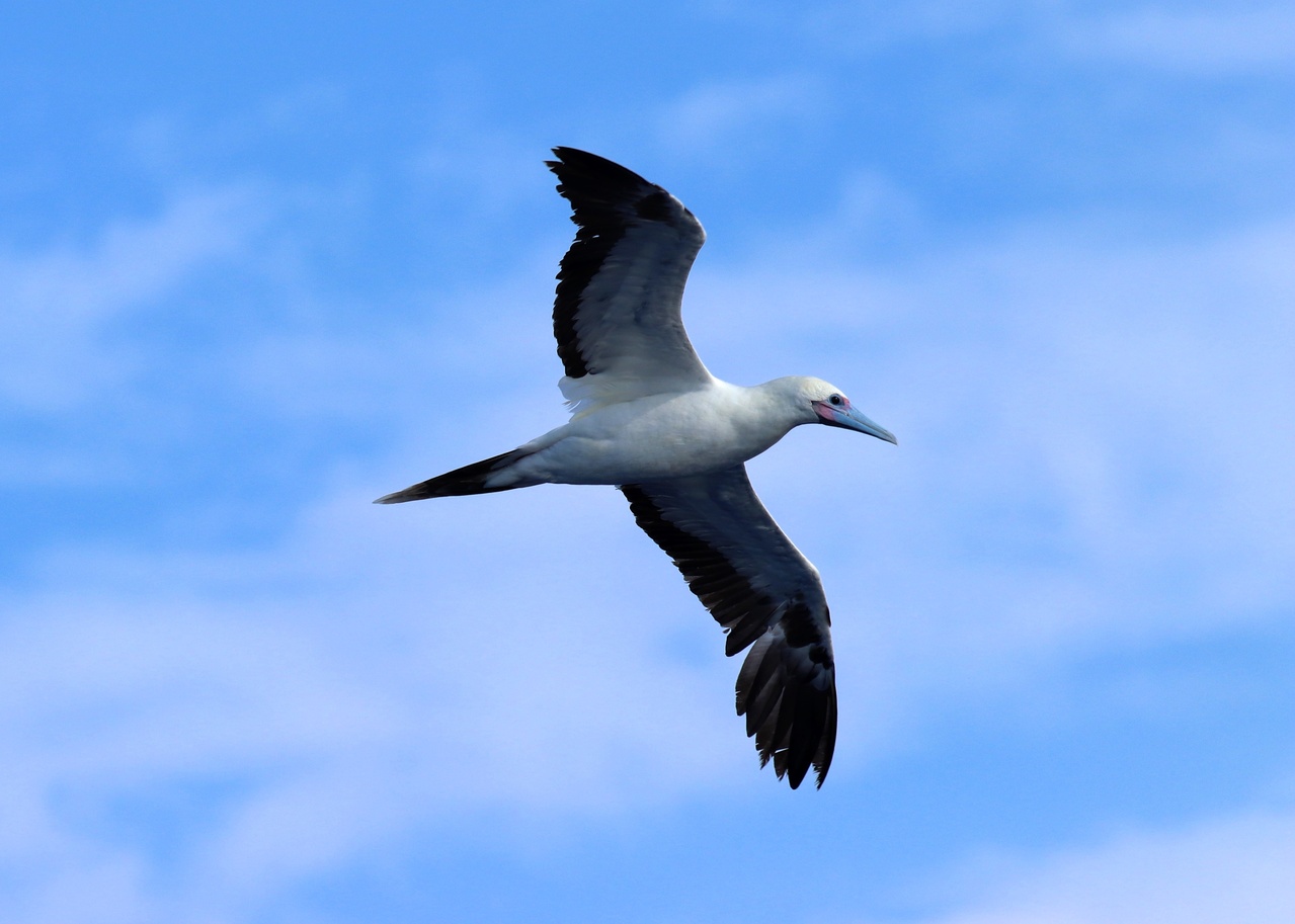 While the bird team kept an eye out for foraging flocks and new species, several red-footed boobies kept an eye on us. Photo: NOAA Fisheries/Seth Sykora-Bodie.
