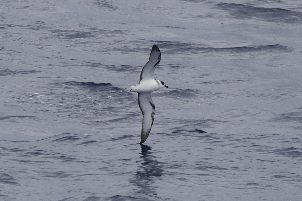 Whether or not a day at sea is lucky to include a cetacean sighting, various species of birds are seen from the ship. On this day, this gorgeous white-necked petrel was photographed from the ship as its left wing grazes the water. Photo: NOAA Fisheries/Michael Force.