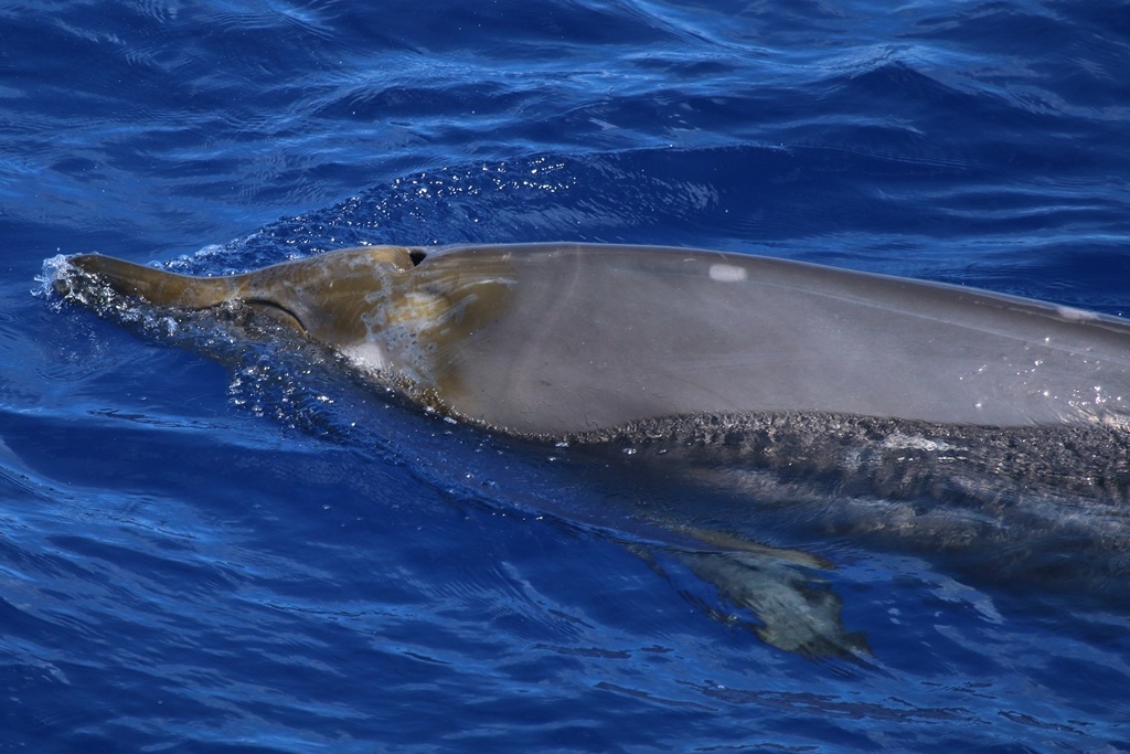 Blainville’s beaked whales are shy and elusive creatures, and we often only catch a glimpse of them. Today, however, we were lucky enough to have a group of them hang around the ship, seeming as curious about us as we are about them. Photo: NOAA Fisheries/Amanda Bradford.
