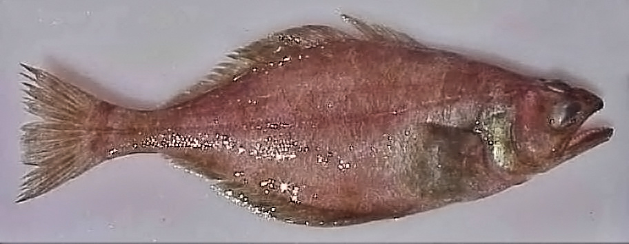 Arrowtooth flounder dorsal view