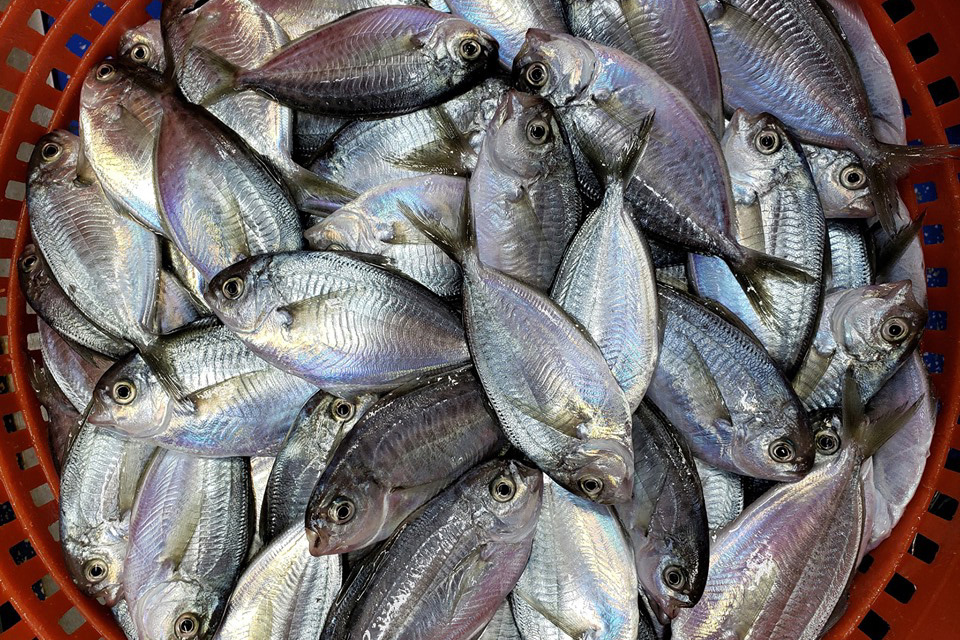 Slightly flat and oblong silver butterfish in a basket
